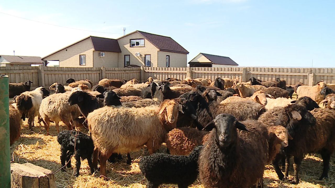 На ферме в Быковском районе семья развивает мясное и молочное направление для местного рынка На ферме в Быковском районе семья развивает мясное и молочное направление для местного рынка