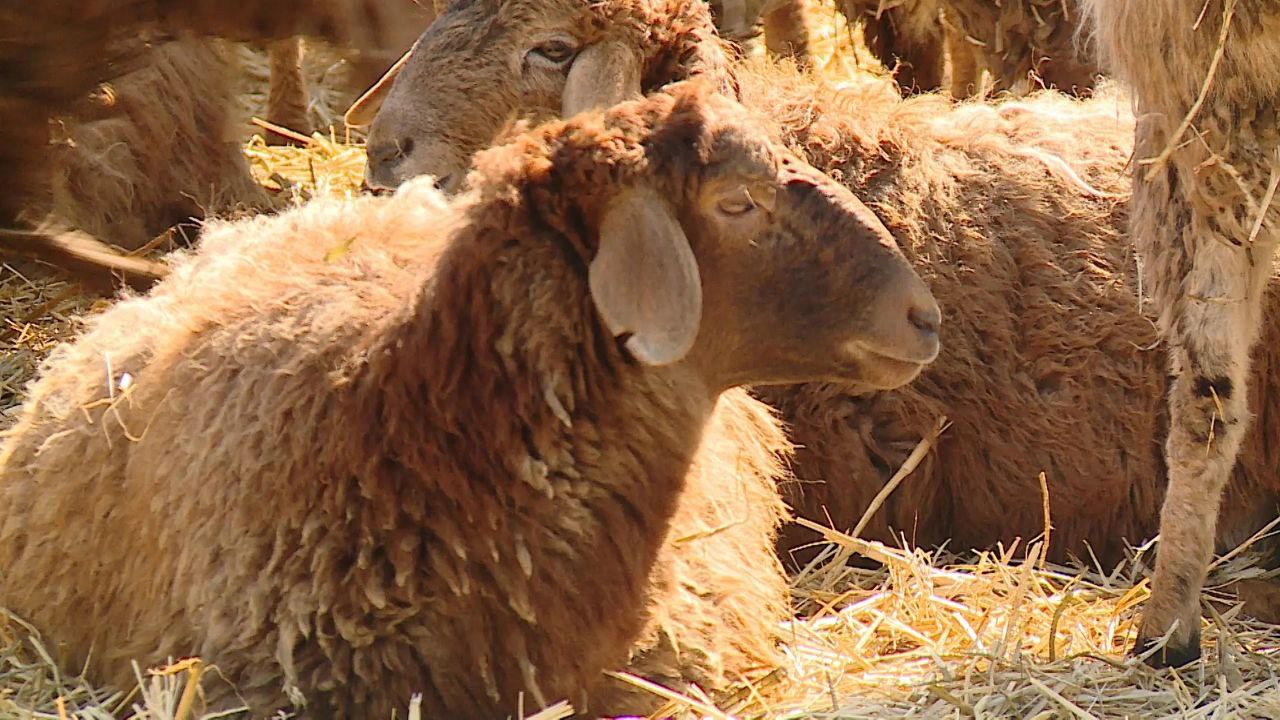 На ферме в Быковском районе семья развивает мясное и молочное направление для местного рынка На ферме в Быковском районе семья развивает мясное и молочное направление для местного рынка