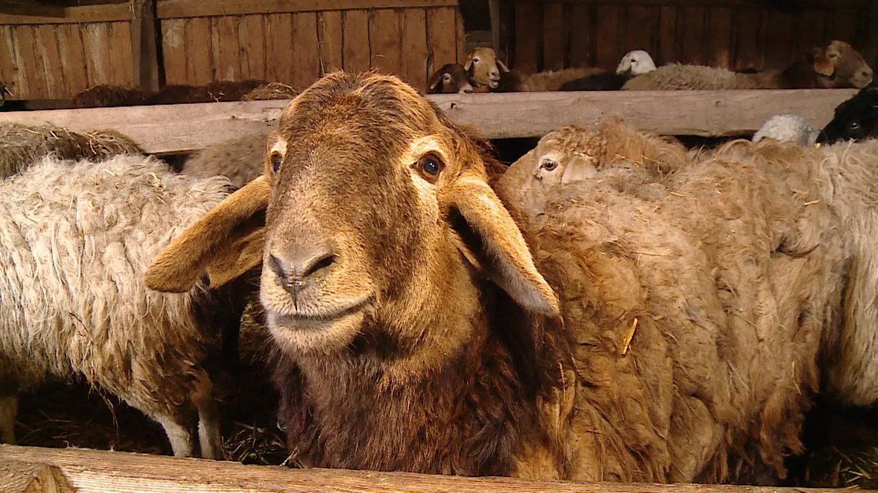 На ферме в Быковском районе семья развивает мясное и молочное направление для местного рынка На ферме в Быковском районе семья развивает мясное и молочное направление для местного рынка