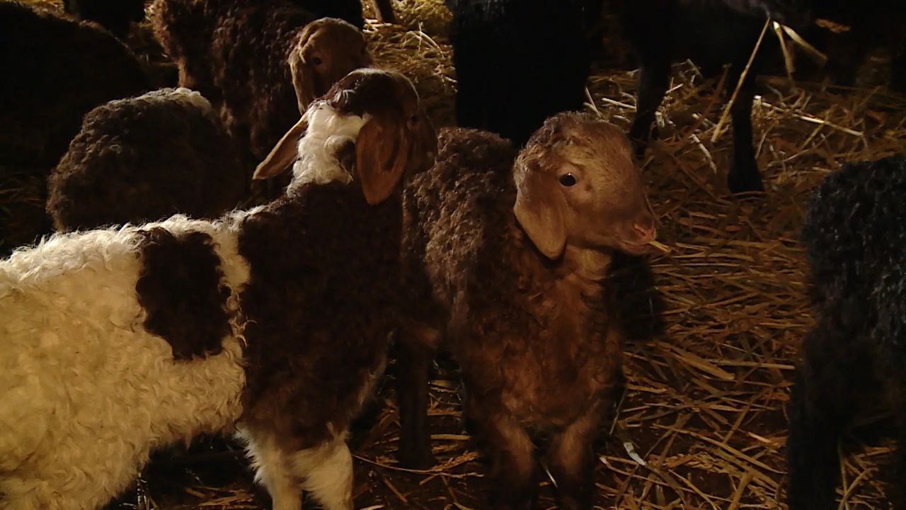 На ферме в Быковском районе семья развивает мясное и молочное направление для местного рынка На ферме в Быковском районе семья развивает мясное и молочное направление для местного рынка