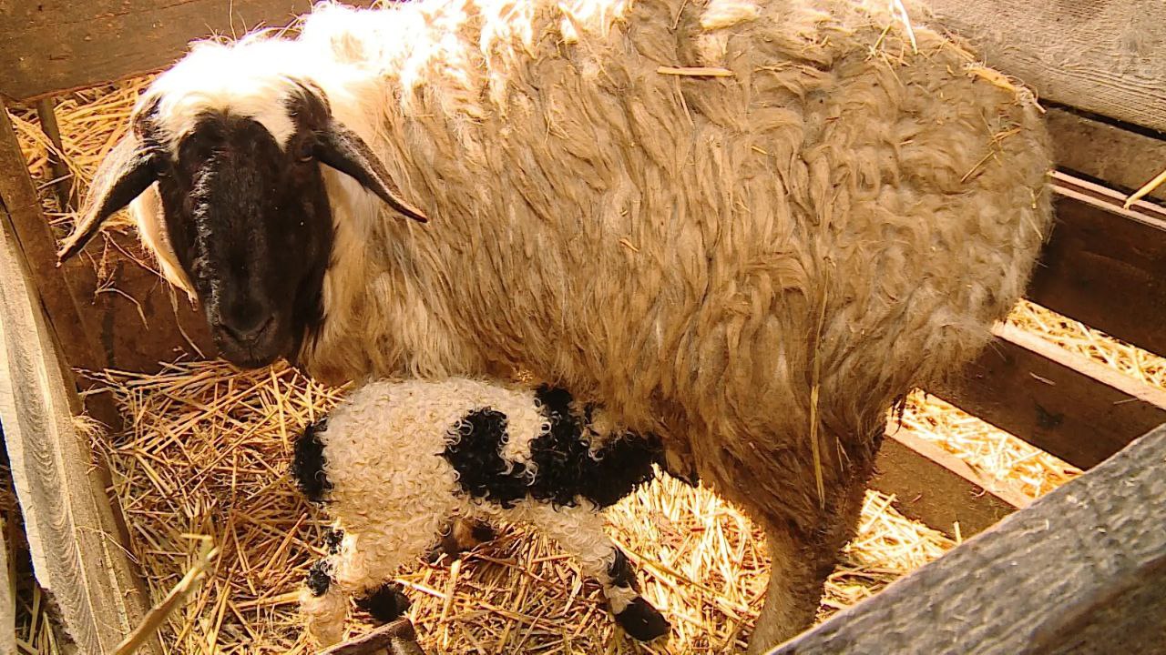 На ферме в Быковском районе семья развивает мясное и молочное направление для местного рынка На ферме в Быковском районе семья развивает мясное и молочное направление для местного рынка