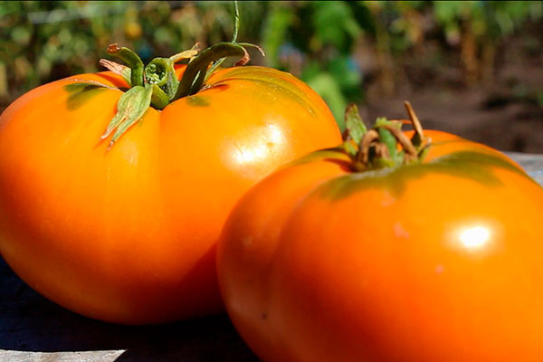 Томат Завтрак Келлога: плюсы и минусы необычного сорта