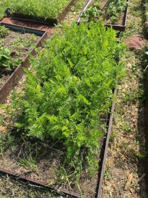 ��� ��������� ����������� ����� � ������ ������� ������