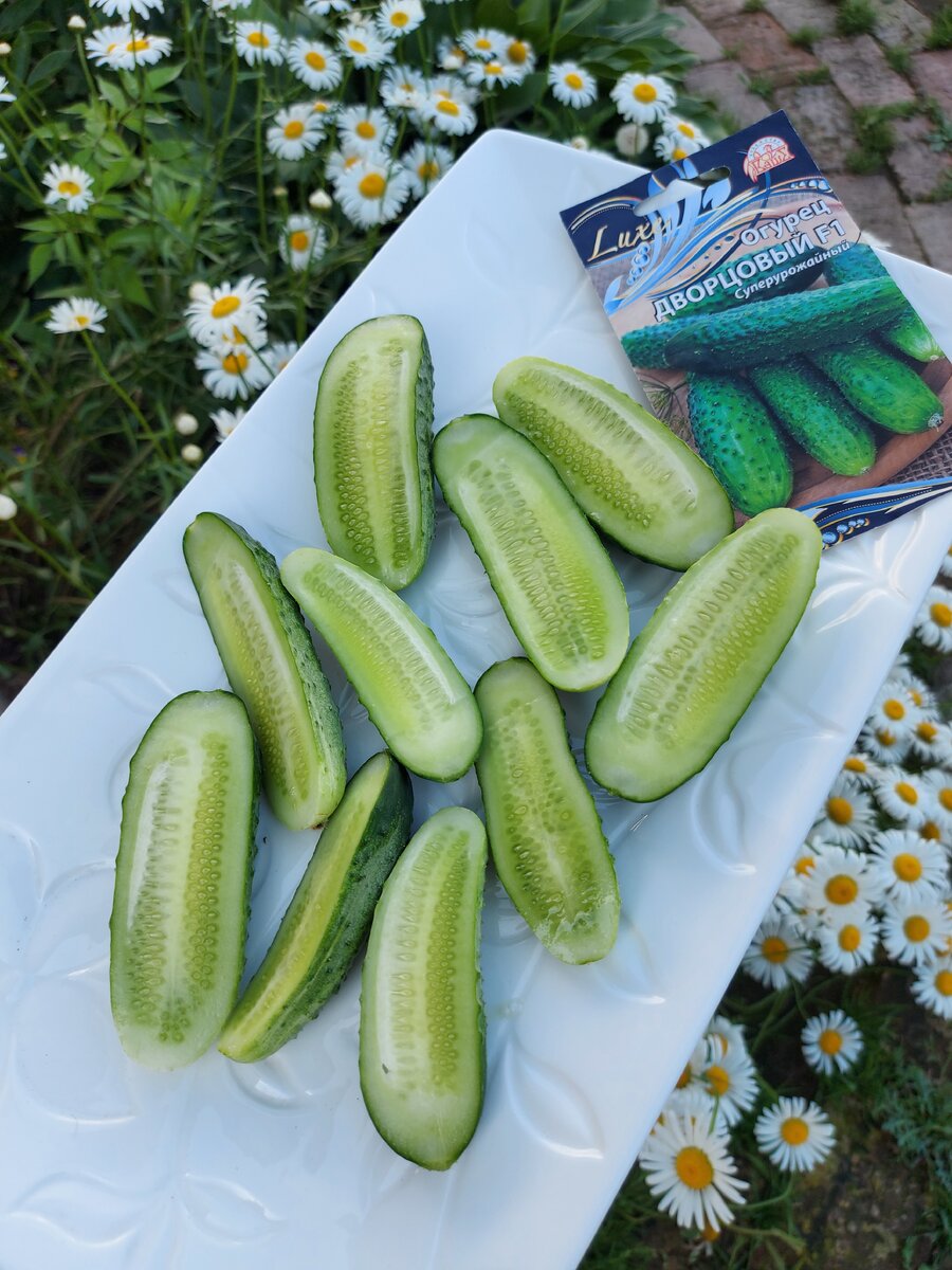 Урожай огурцов 'Дворцовый': быстрая рассада и высокий вкус