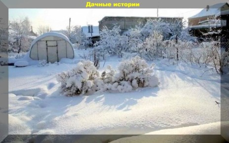 Снег и мороз: как зимняя природа помогает садоводам