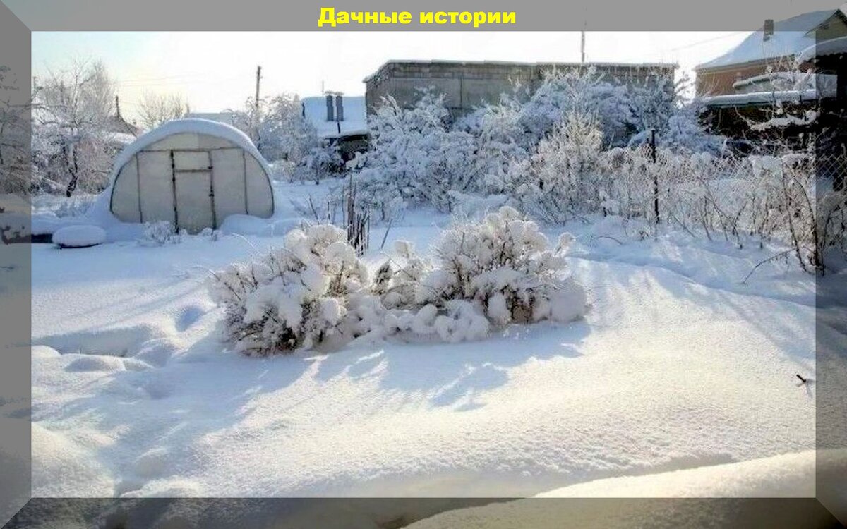 Снег и мороз: как зимняя природа помогает садоводам