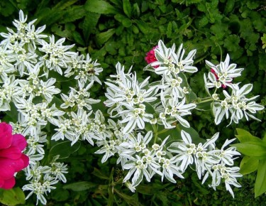 Весенние чудеса: однолетние цветы, которые можно сеять сразу после схода снега