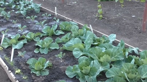 ��������� ��������� ������: ��� ��� ���� �������� ��������� ������