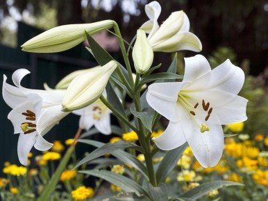 ��� ��������� ��������� �� ���������� ����� ��� �������� �������