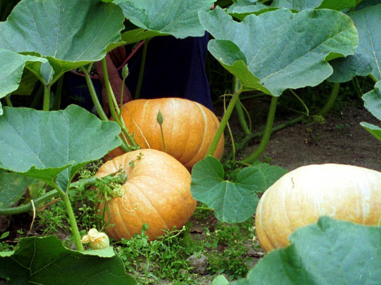 Овощи осени: как использовать урожай для здоровья и вкусных блюд