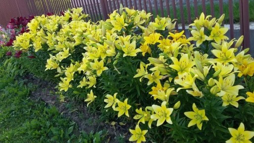 Как правильно ухаживать за лилиями после цветения