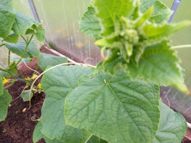 Как щепотка соли помогает огурцам не желтеть и не горчить: секрет от дачников