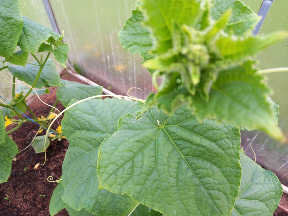 Как щепотка соли помогает огурцам не желтеть и не горчить: секрет от дачников