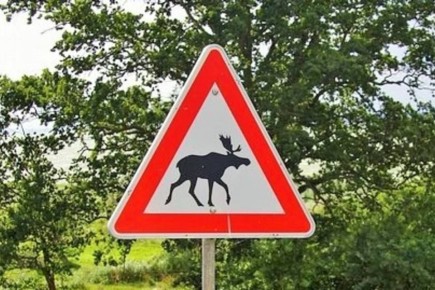 Олень выбежал под колеса машины на трассе под Волгоградом