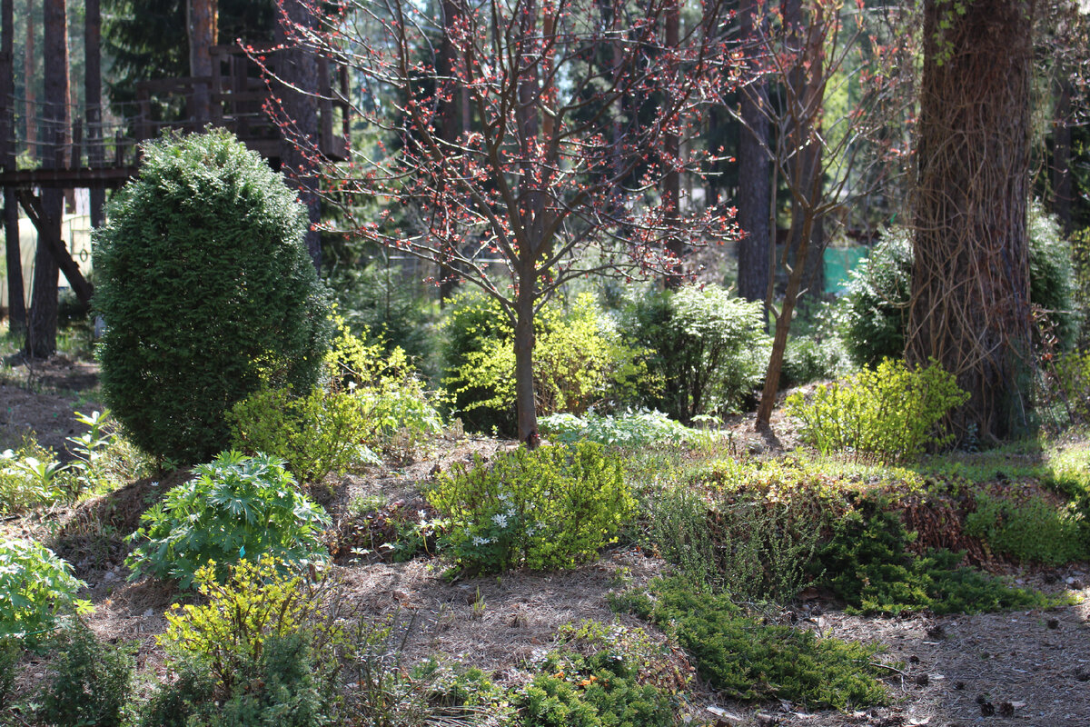 Весенний фейерверк: цветы и изменения в саду в мае 2026 года