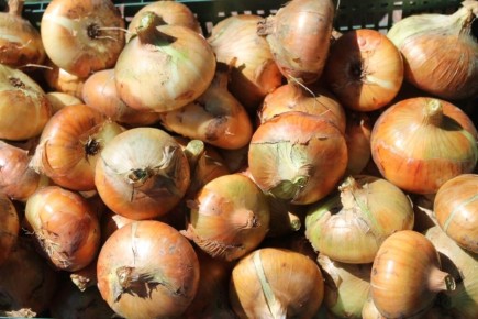 Как сохранить лук до весны