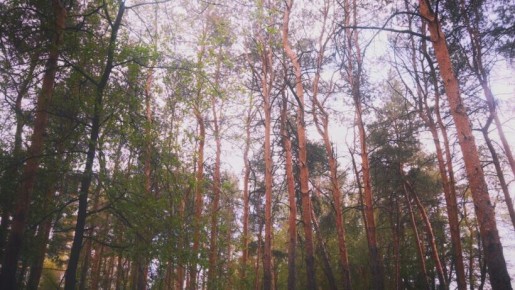 ����� ����������: ����������� ���������� �������� �� ���������� ��������� ����������� � ������