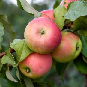 ������ �����: �������� �������� � ������ ��������