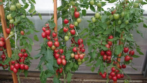 ��� ��������� ������ ��������� �� 50%: ��� ������� ������� ��� ������