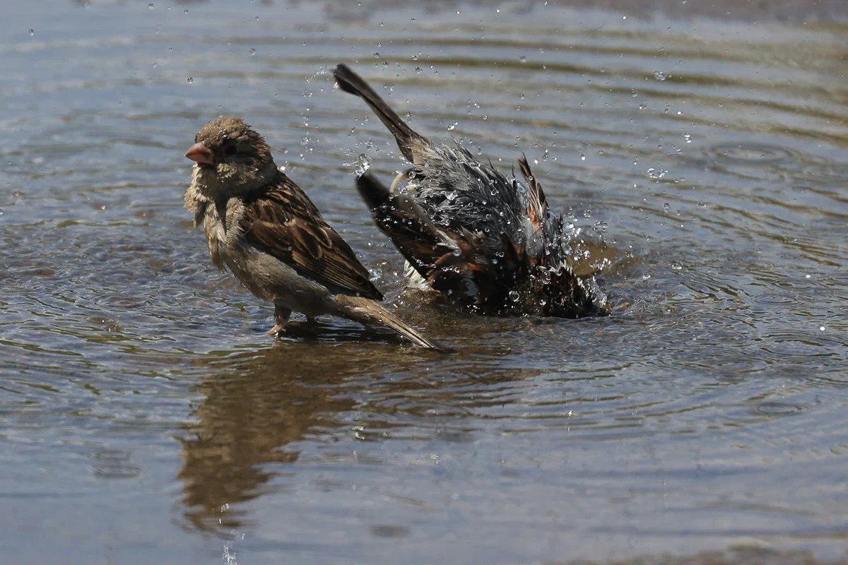 27 марта 2026 года православные верующие Волгоградской области чтут память преподобного Венедикта Нурсийского, а в народной традиции этот день известен как Скотник или Федор-скотник