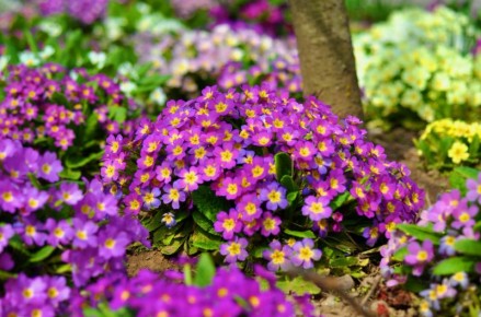 Как вернуть жизнь примулам: советы по весеннему уходу