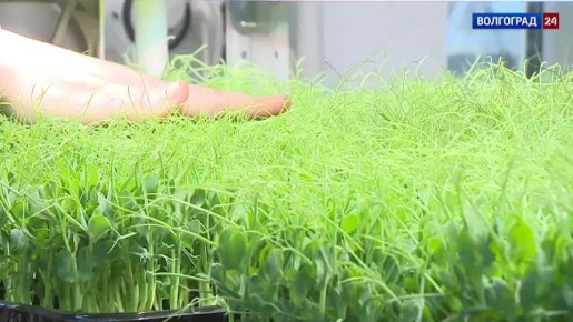 Супруги из Волгограда «выращивают» бизнес на микрозелени и съедобных цветах