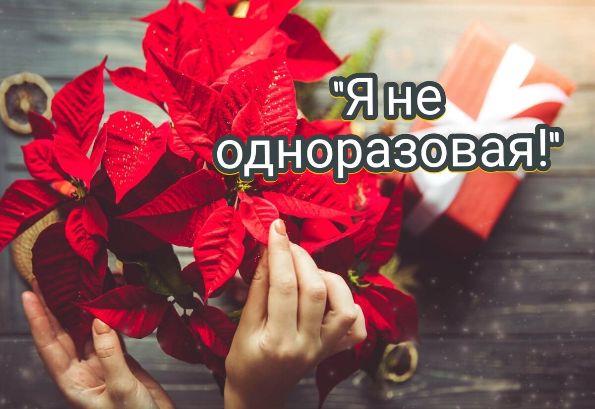 Как ухаживать за пуансеттией после праздников?