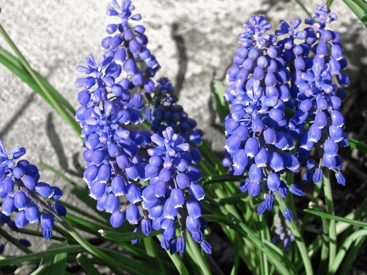Гиацинт: как заботиться о растении после цветения и дать ему второй шанс
