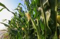 Волгоградскую кукурузу эксперты проверили на безопасность