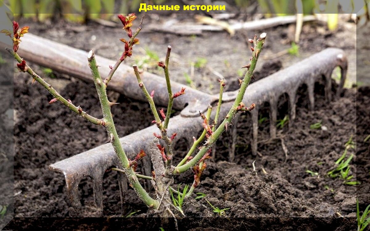 Весна для роз: советы по выбору и уходу за кустами после зимы