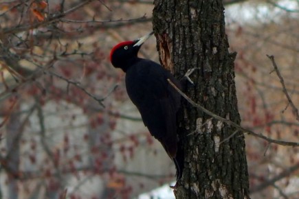 ������������� ������ ����� �������� ��������� ������� ��� �����������