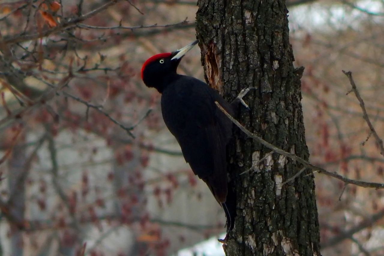 Краснокнижные черные дятлы заселили Шакинскую дубраву под Волгоградом