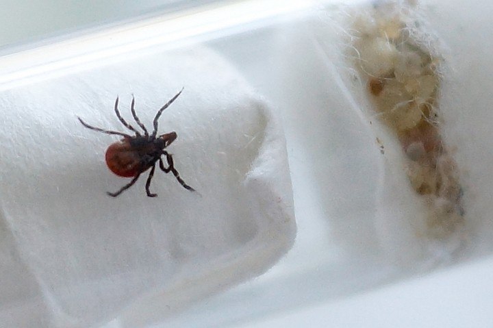 Волгоградцы не смогут сделать прививку от клещей бесплатно Волгоградцы не смогут сделать прививку от клещей бесплатно