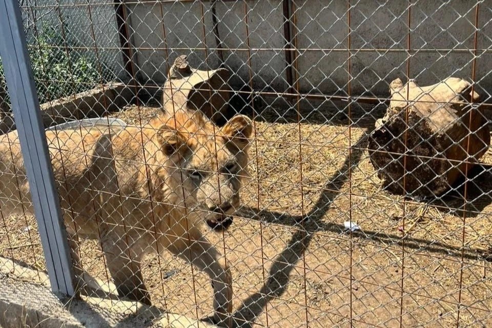 Волгоградцы спасли пять львов из звериного концлагеря в Дагестане
