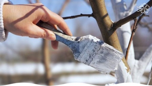 Альтернативные методы защиты сада: чем заменить побелку деревьев