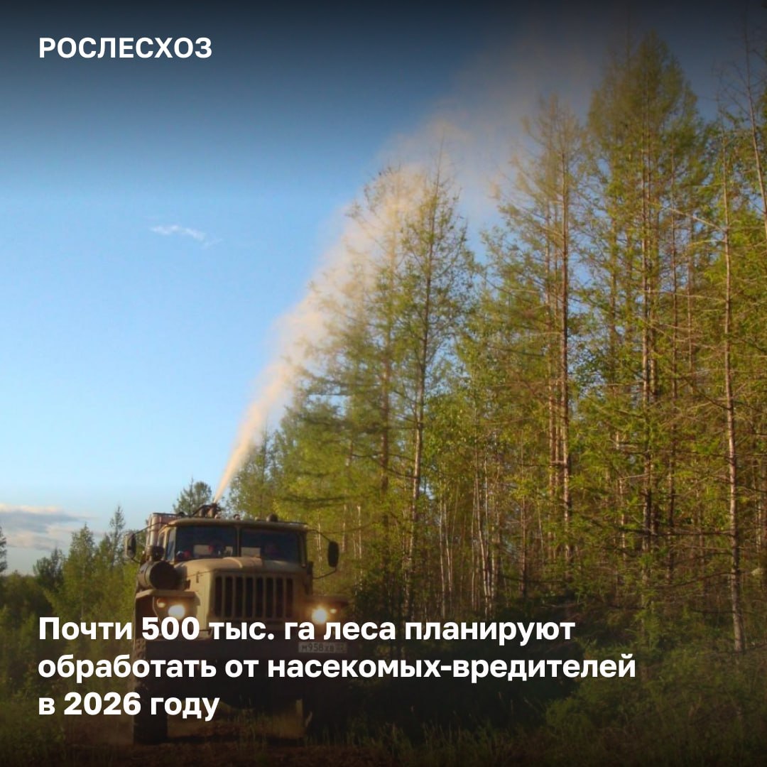 Мероприятия по ликвидации очагов вредных организмов в лесах пройдут в 12 регионах страны