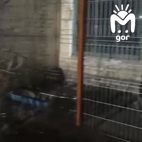 Ну смотрите, какие красавцы — это те самые львы из дербентского частного зоопарка, которых перевезли в Волгоград