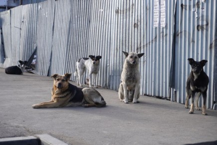 Отчеты есть, а нападения остаются: как Волгоград борется с бездомными собаками и почему это не работает до конца