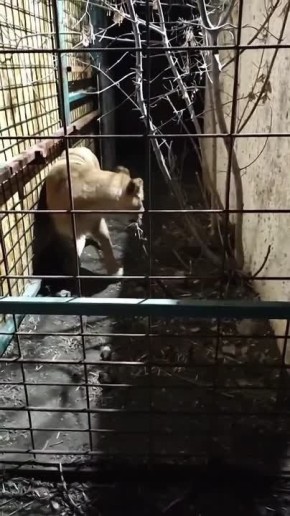 Пять львов пополнили прайд волгоградского зооцентра «Дино»