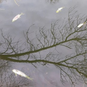 «Рыба вся кверху брюхом»: Жители Фролово в Волгоградской области сообщили об экологической катастрофе