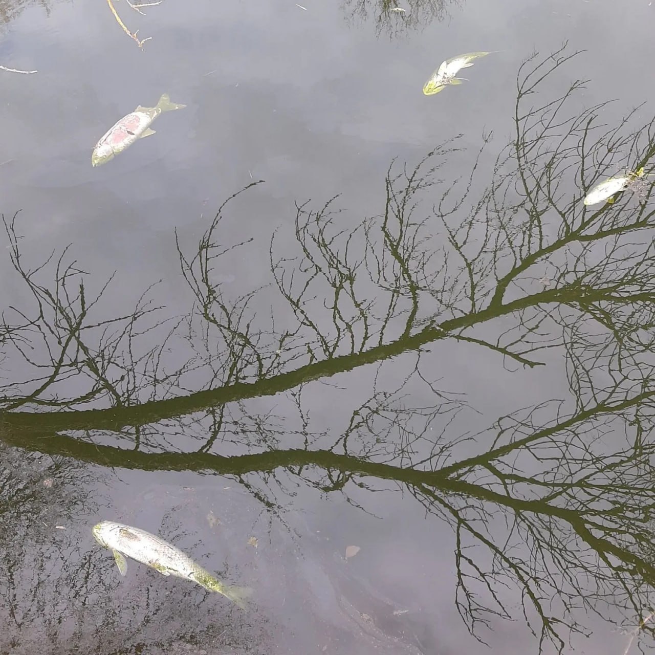 «Рыба вся кверху брюхом»: Жители Фролово в Волгоградской области сообщили об экологической катастрофе