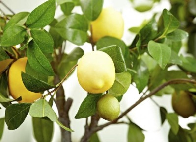 Как вырастить лимонное дерево на подоконнике: советы и секреты