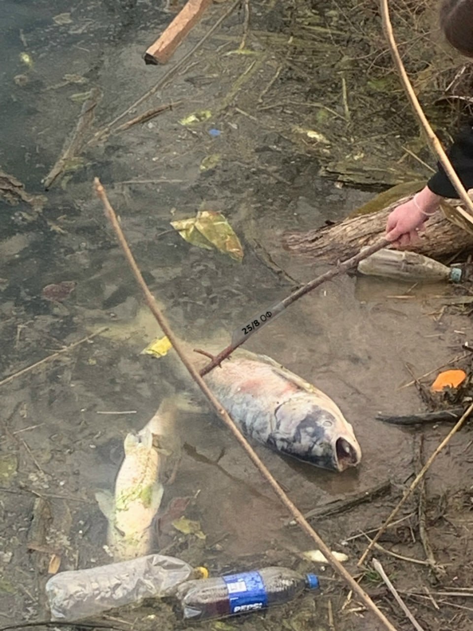 «Рыба вся кверху брюхом»: Жители Фролово в Волгоградской области сообщили об экологической катастрофе «Рыба вся кверху брюхом»: Жители Фролово в Волгоградской области сообщили об экологической катастрофе