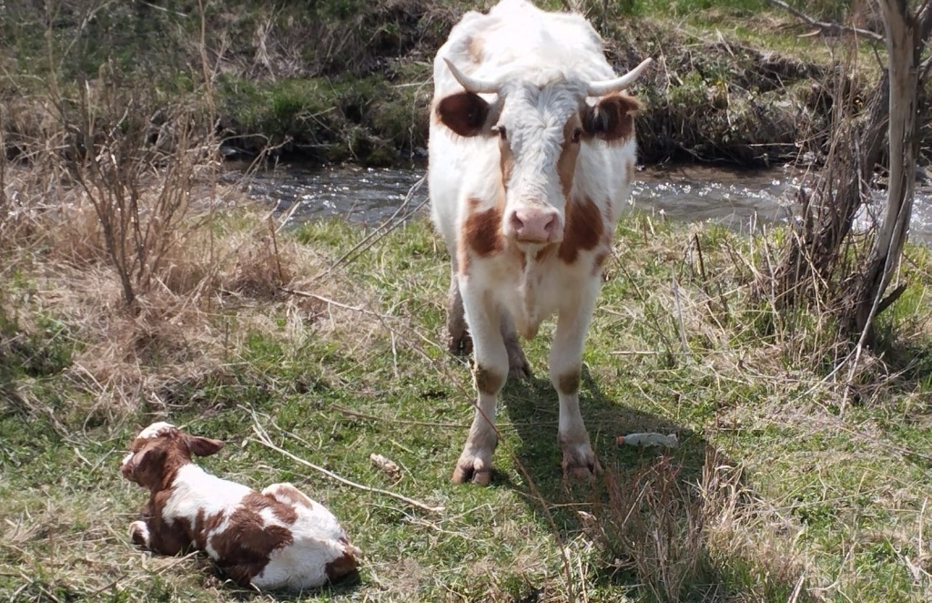 Почему вкусовые качества коровьего молока могут удивлять?