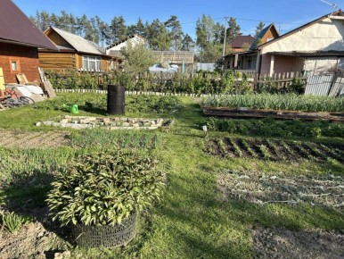 Как сода и зола превращаются в эффективное средство для сада