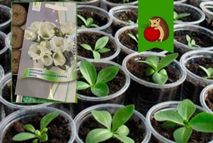 Пять запретов для успешной рассады эустомы: как избежать проблем с ростом и цветением