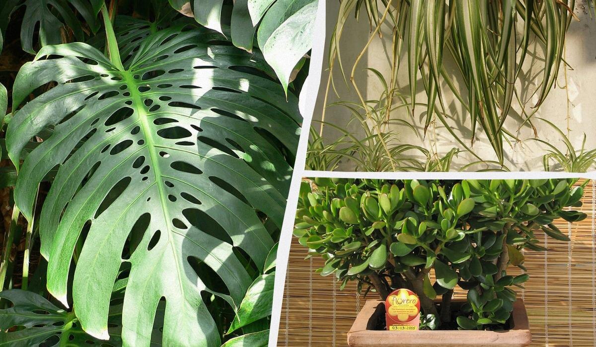 Лучшие комнатные растения с долгим сроком службы: находите идеального зелёного друга