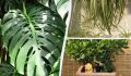 Лучшие комнатные растения с долгим сроком службы: находите идеального зелёного друга