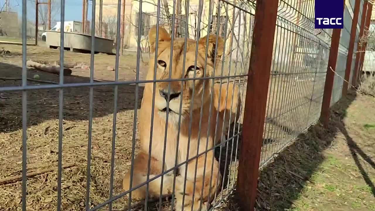 Львята, которые были привезены из Дагестана, могут отправиться в зоопарк в Белоруссии, сообщила ТАСС директор фонда защиты животных и приюта "Дино" Анжела Макарова