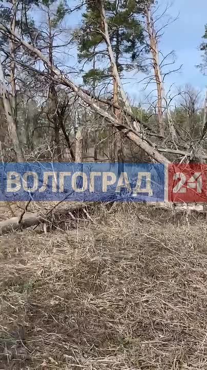 Жители Николаевска сообщают о массовом повале деревьев в местном лесу